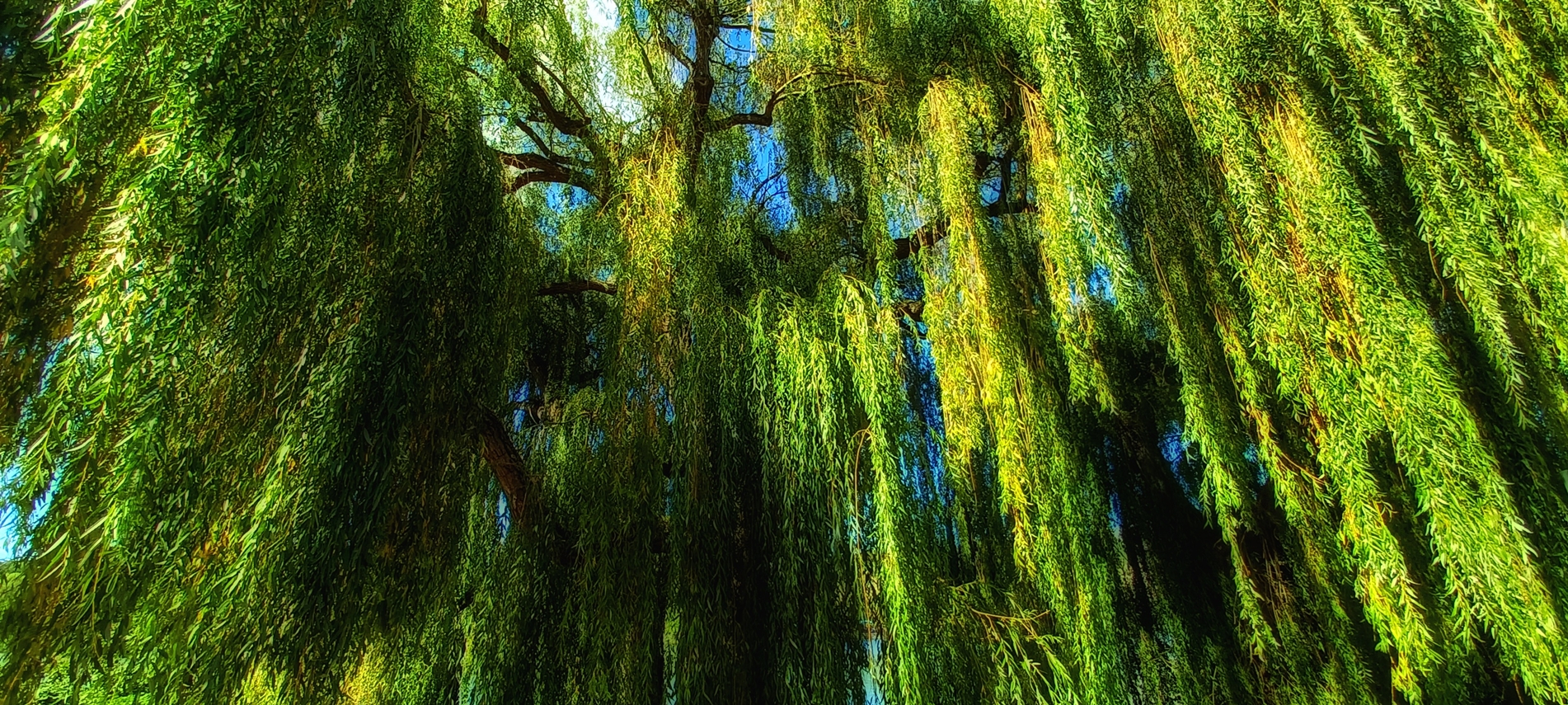 Trauerweide am Neckar / Münster