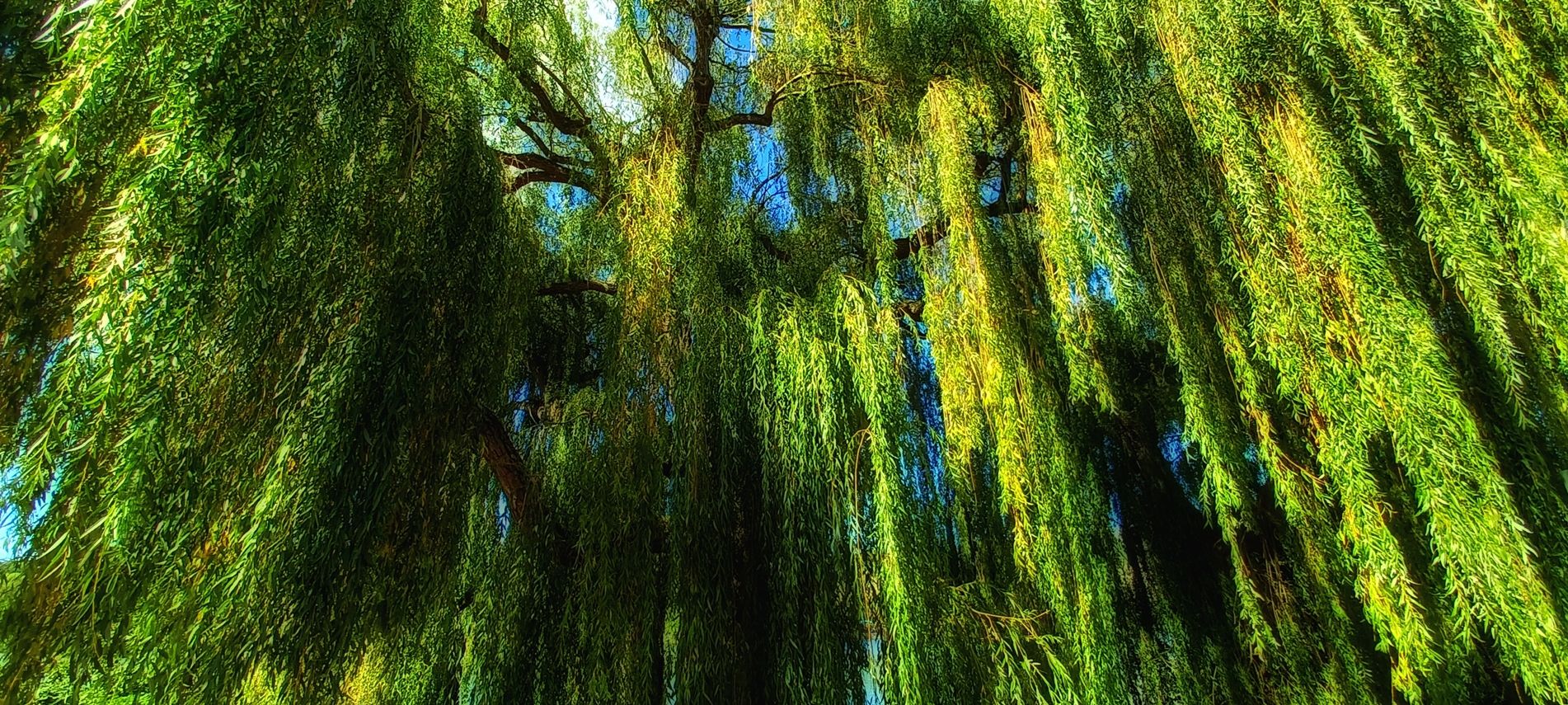 Trauerweide am Neckar / Münster