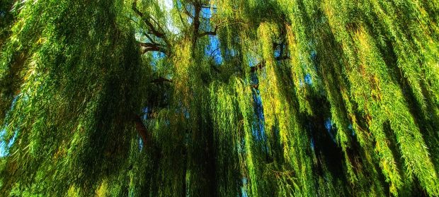 Trauerweide am Neckar / Münster