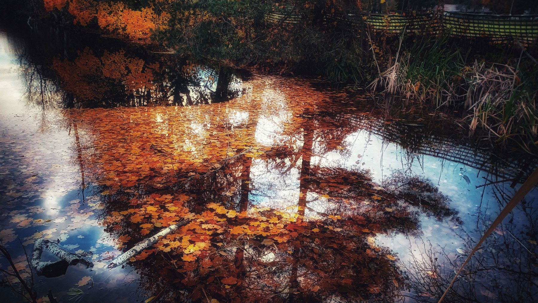 Schwenninger Moos Reflections